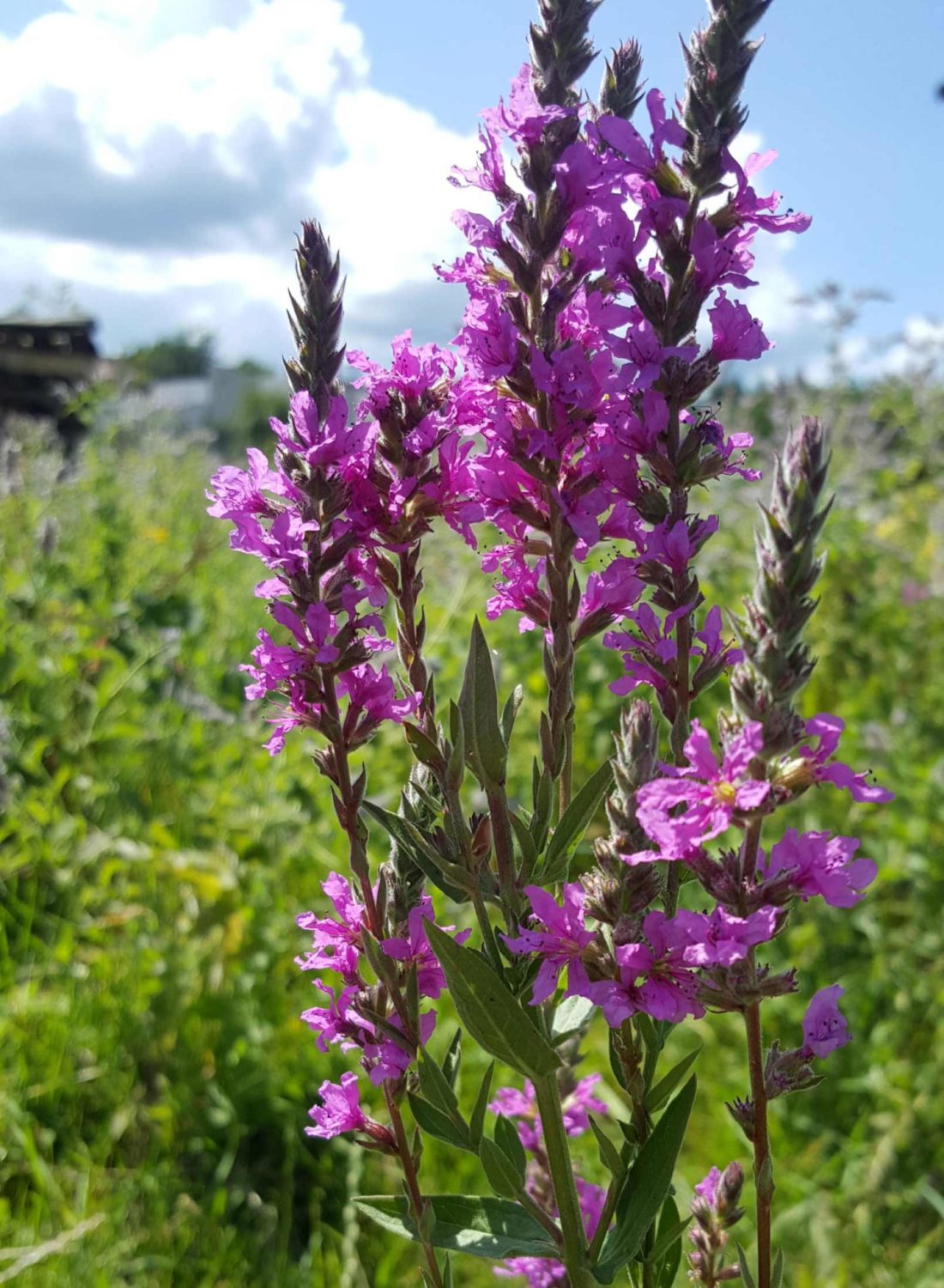 incredible-forest-foraging-plante-tinctoriale-stachys