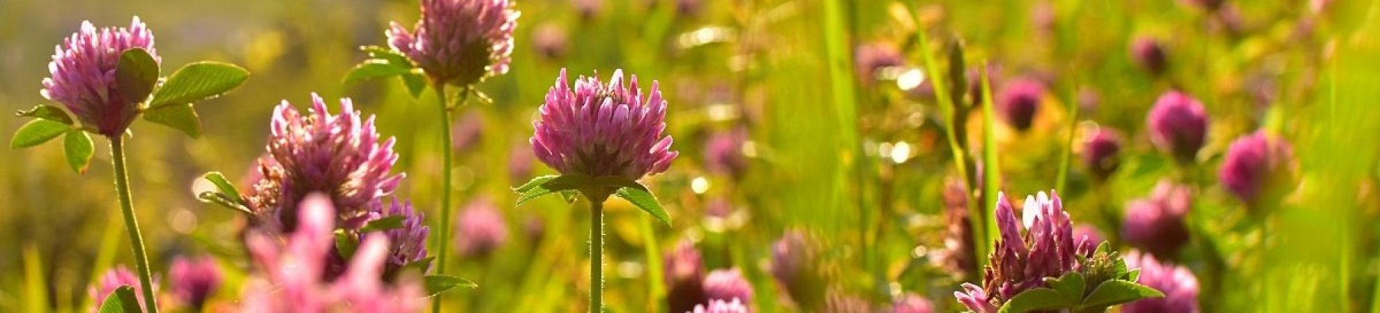 Ierburi (plante) medicinale pentru femei Trifollium pratense (trifoi rosu)