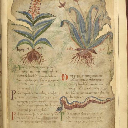 istoria-medicinala-plante-salbatice-leac