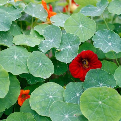 nasturtium