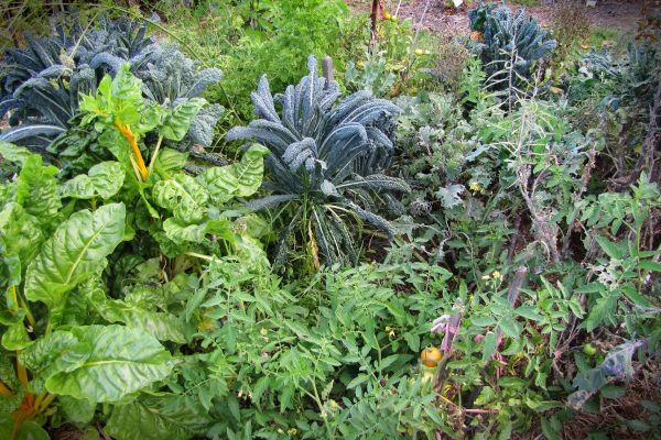 permacultura-curs-gradinarit-gradina-legume